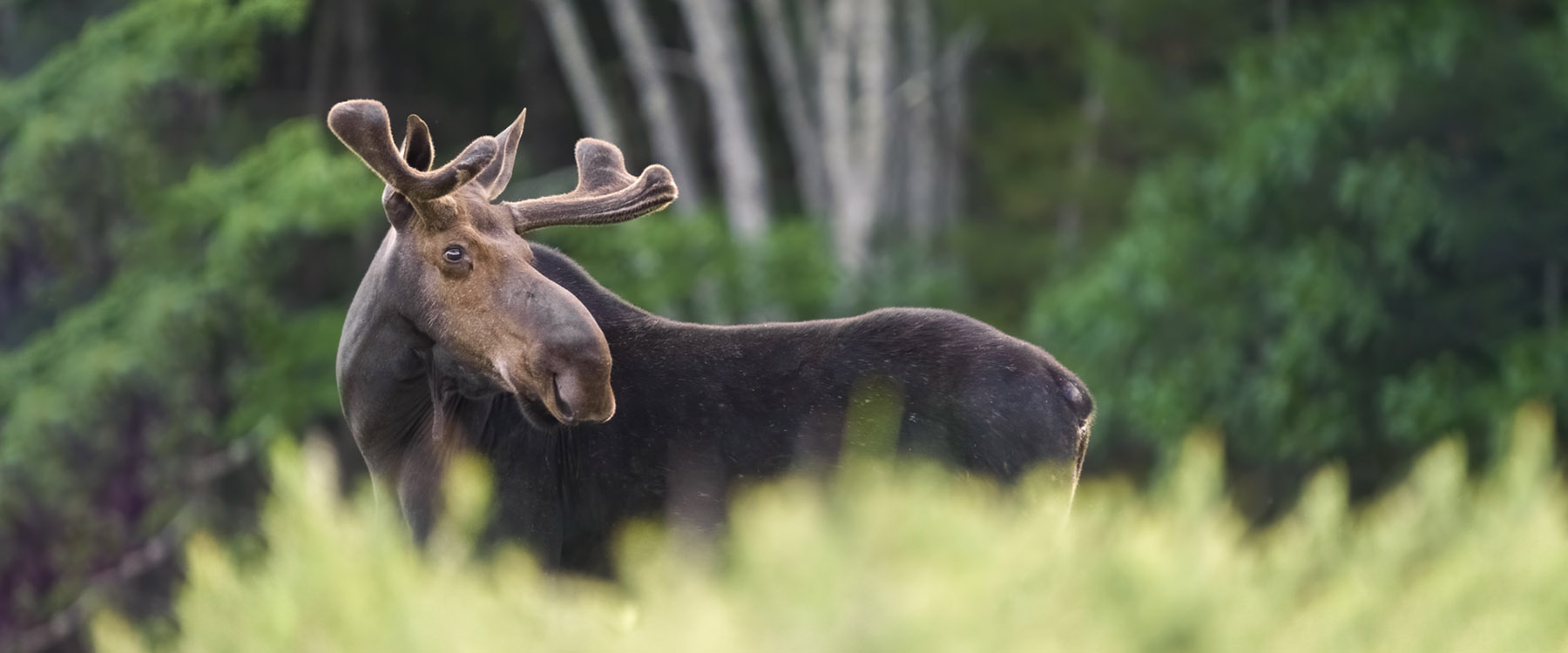 Moose